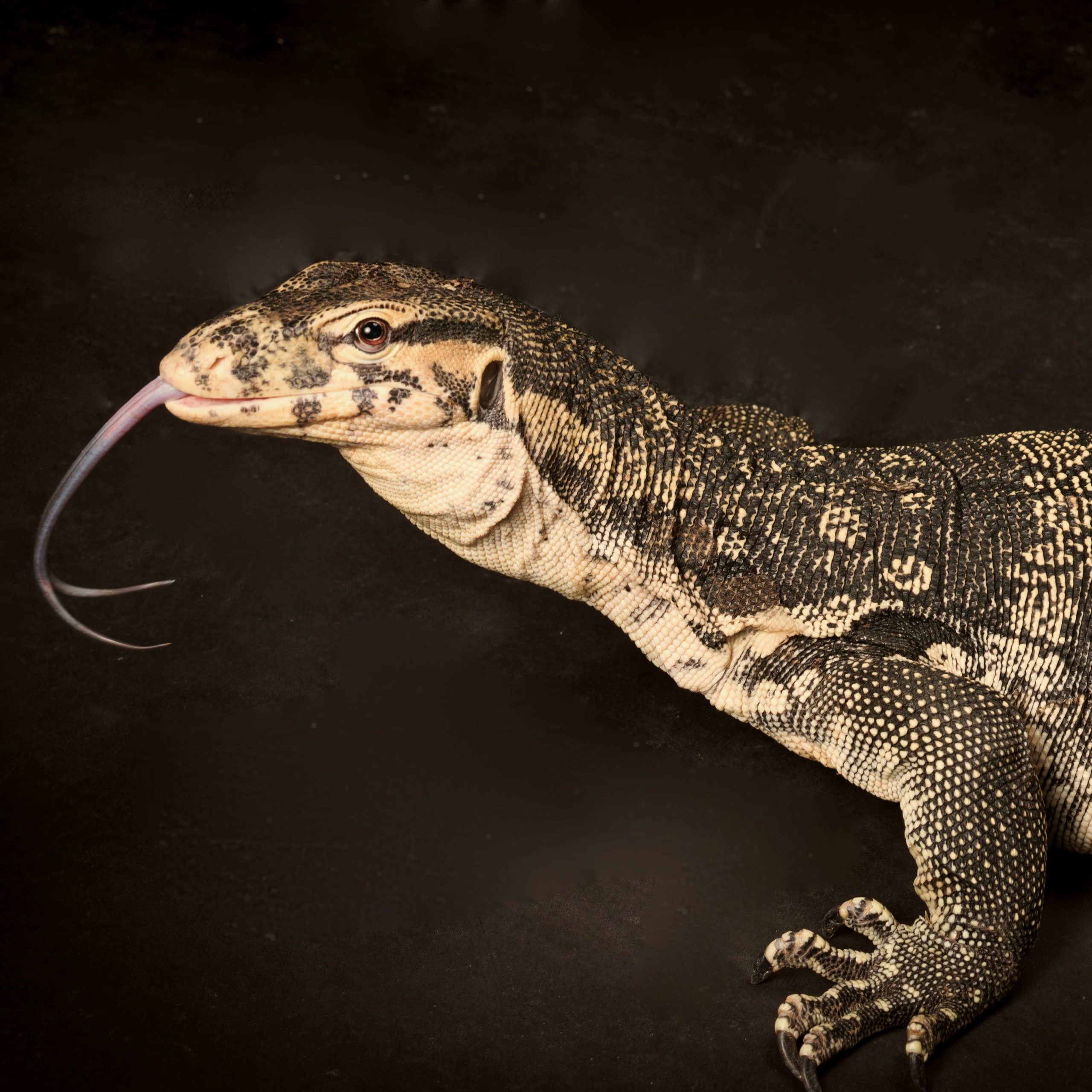 Asian Water Monitor - TNT1-min