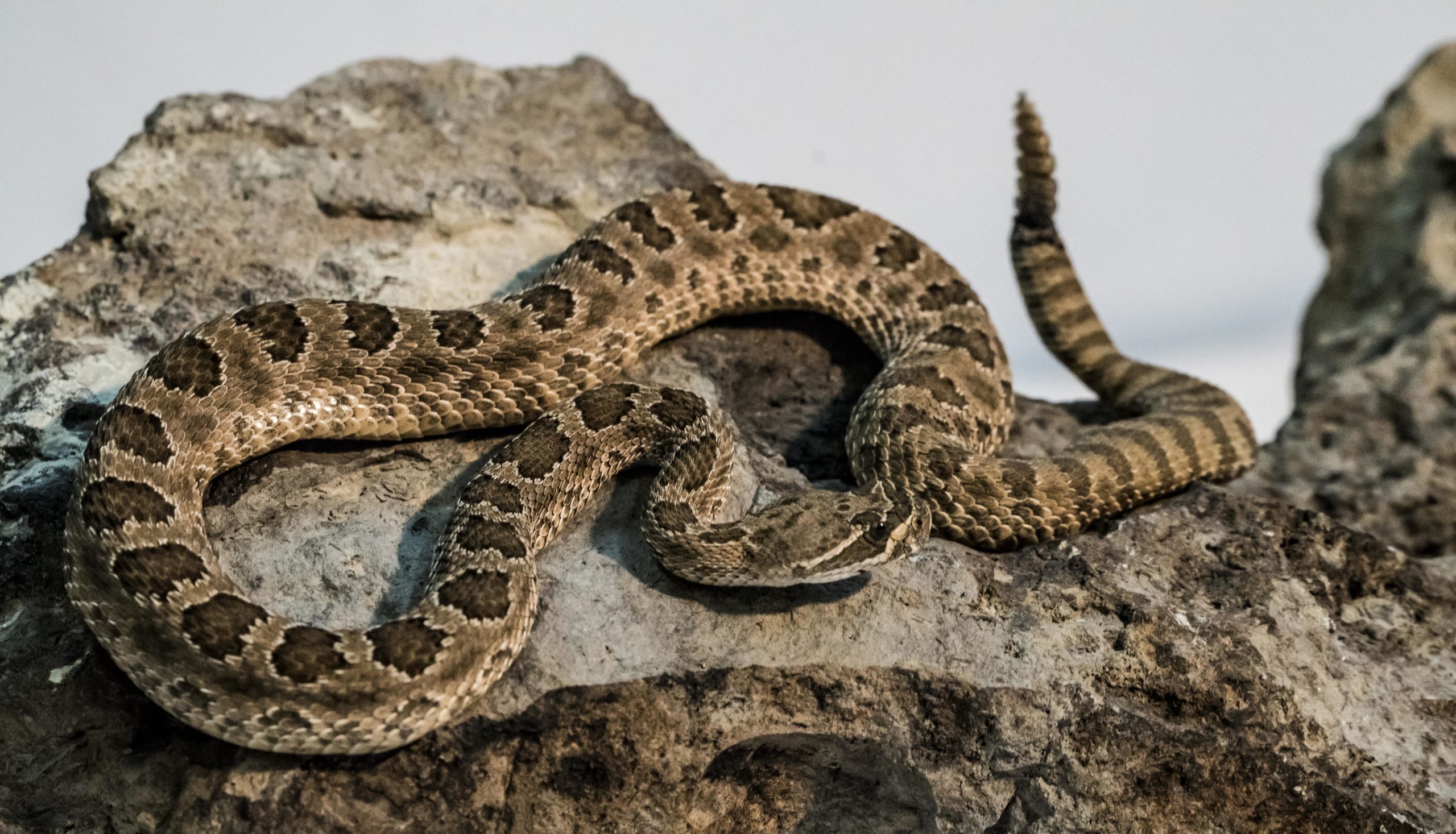 Meet The Animals Scales and Tails Utah