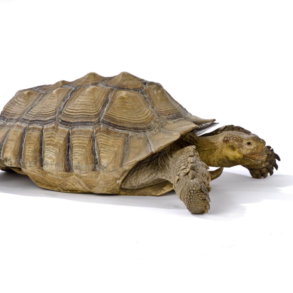 Meet The Animals Scales and Tails Utah